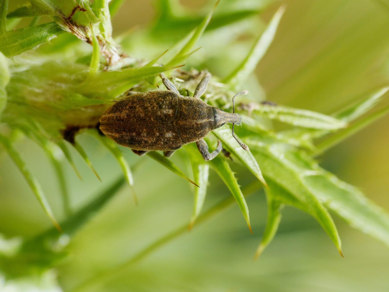 Curculionidae su cardo -  Larinus ursus